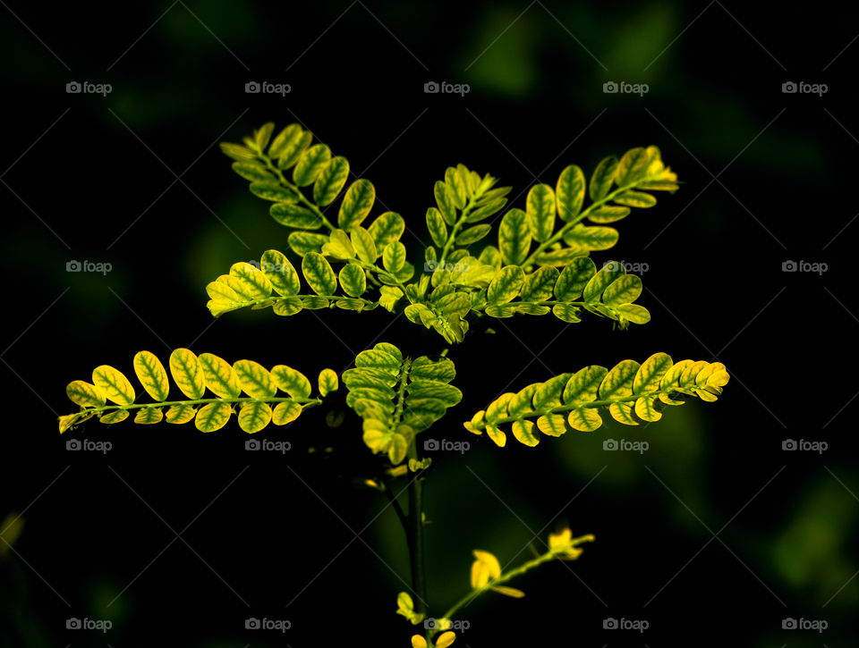 Leaf  - backyard garden  - closeup