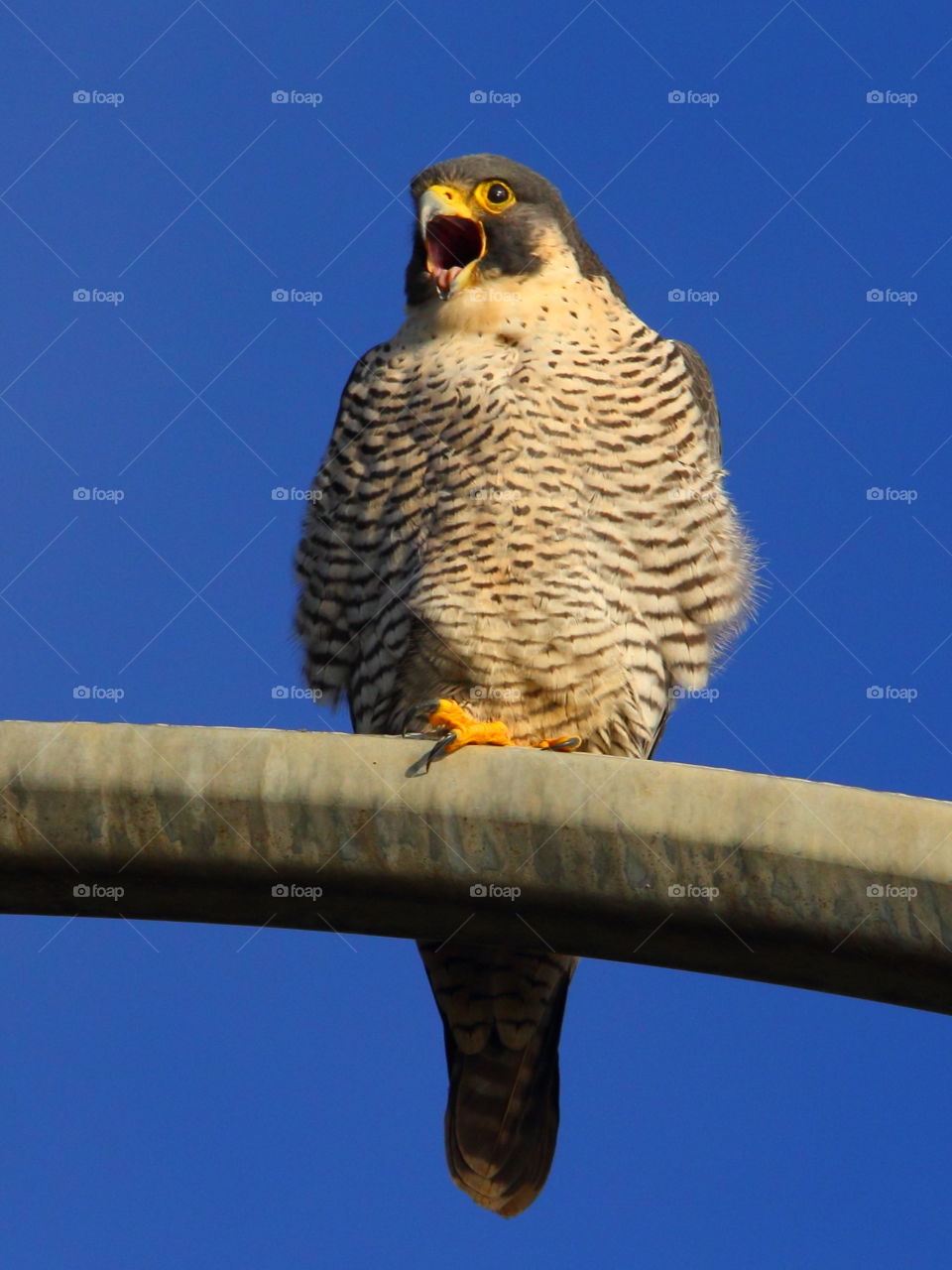 Low angle view of peregrine falcon bird against clear sky