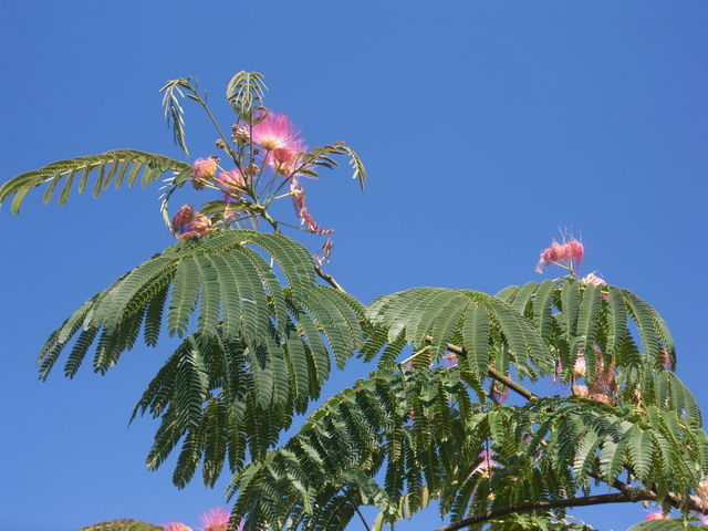 Pink flowering bush