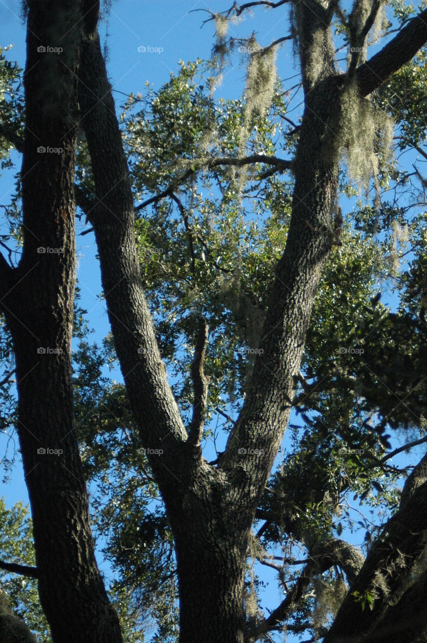 A fork in the tree