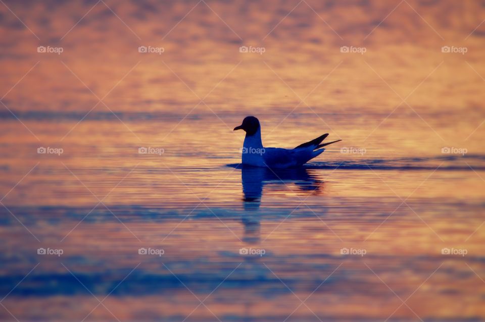 Duck floating on lake