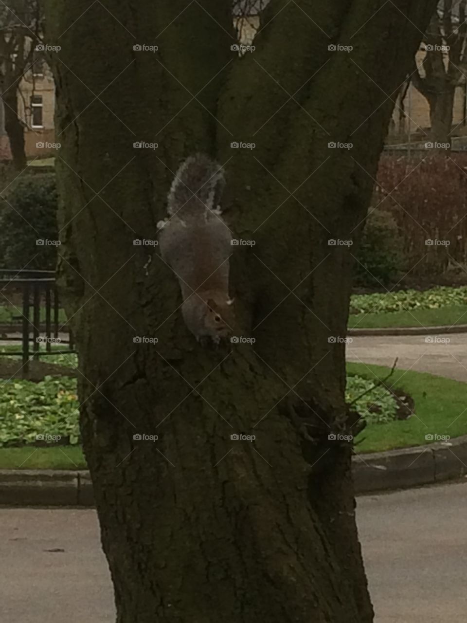 Squirrel on tree
