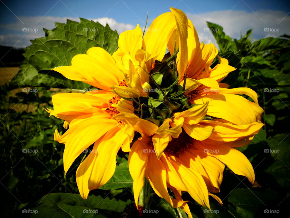 Three in one sunflower