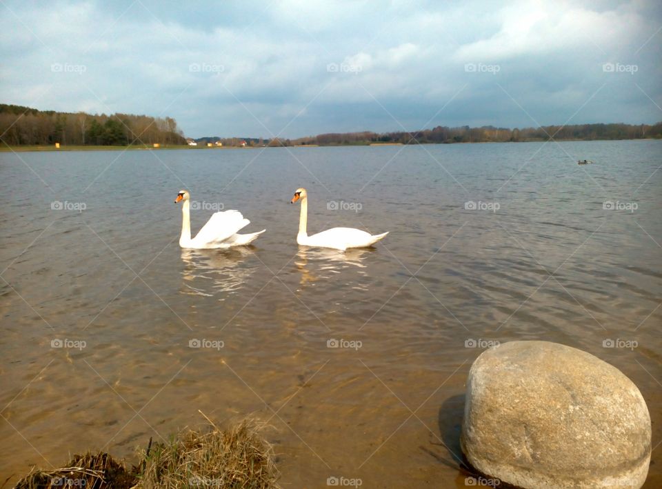 Swan, Lake, Water, Reflection, No Person