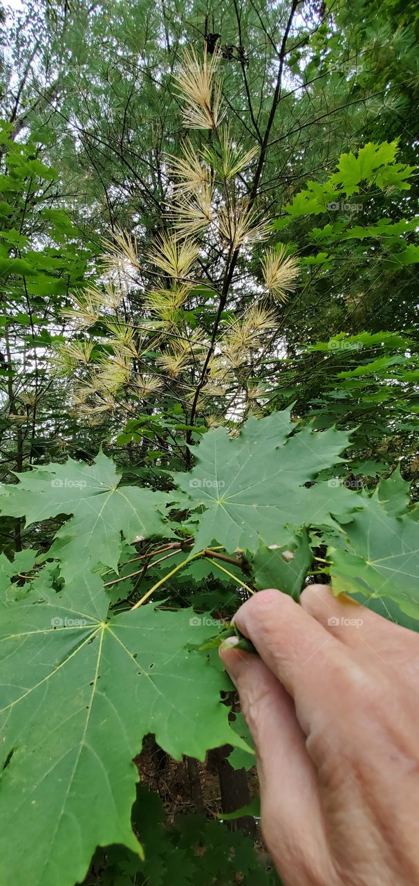 Hand under green leaves of young tree. It takes years of growing in the woods to become tall & strong. Sun seen on tree tops in these thick woods.