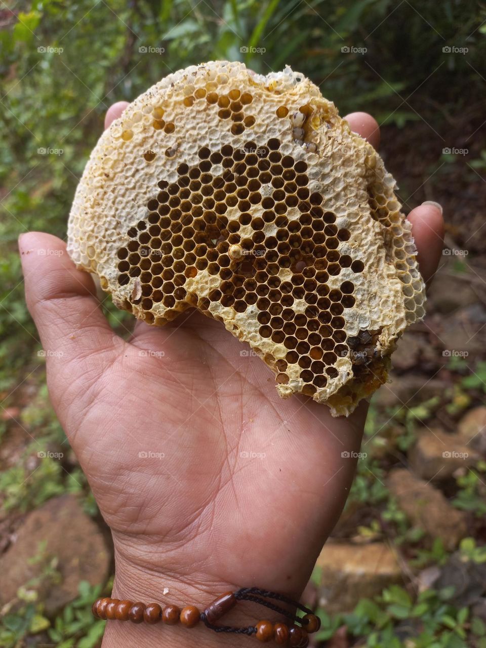 Wasp nest in the palm of the hand