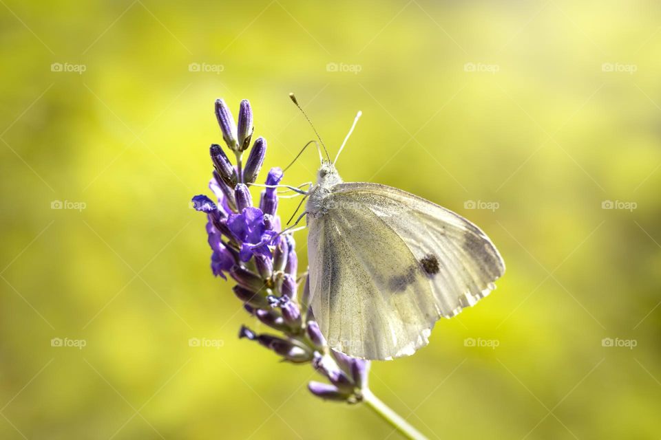 Closeup or macro of a butterfly on lavender flower