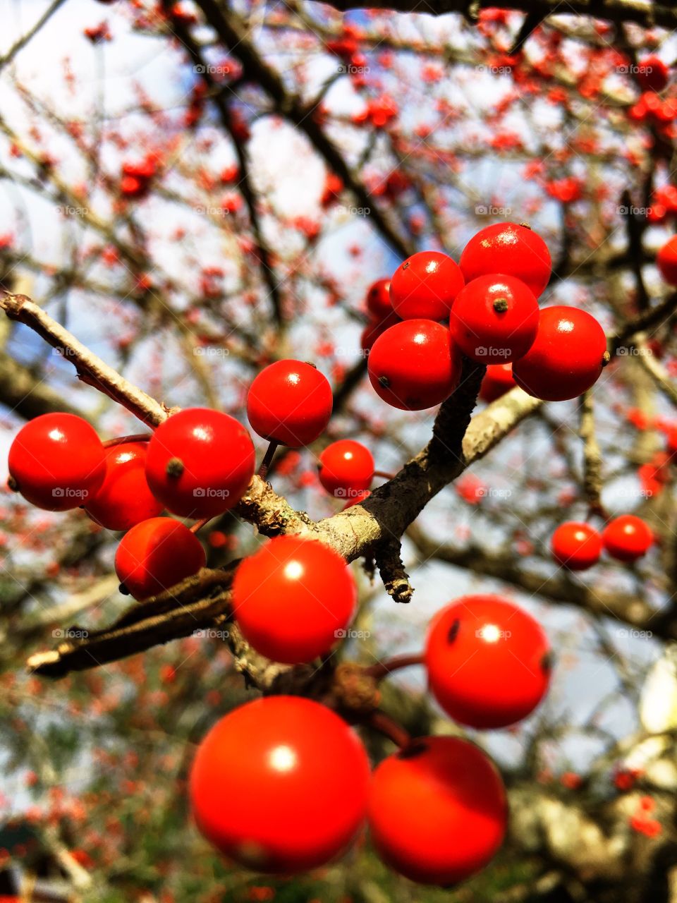Tree Berries 