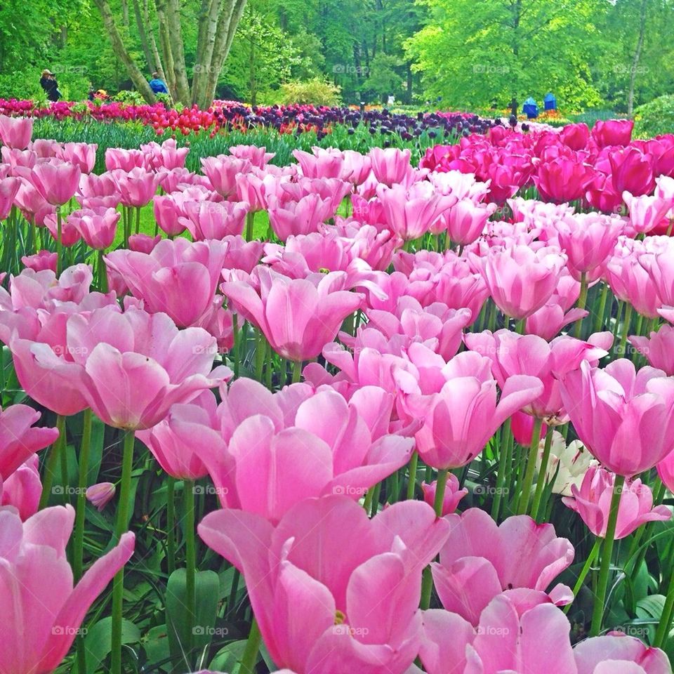 The tulip/ flower gardens in Keukenhof , the Netherlands ( holland ) 