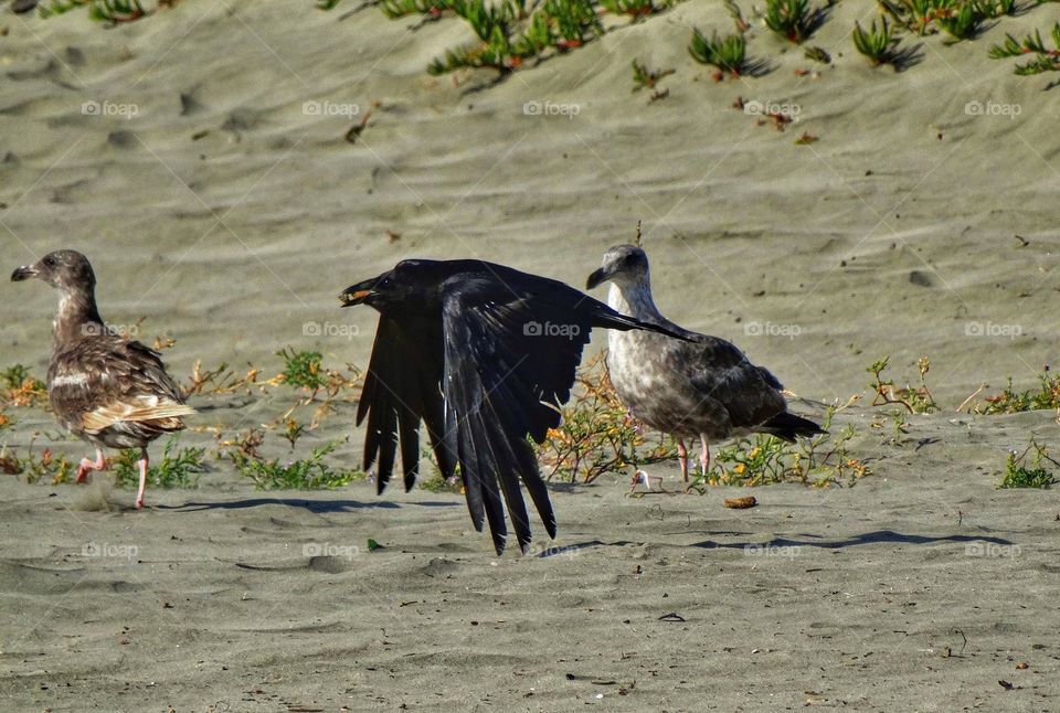 California Birds