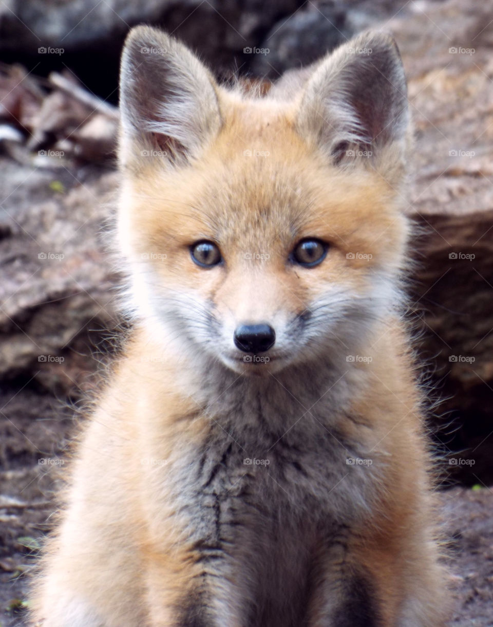 Baby Red Fox Head Study. in my backyard..named it Chestnut
