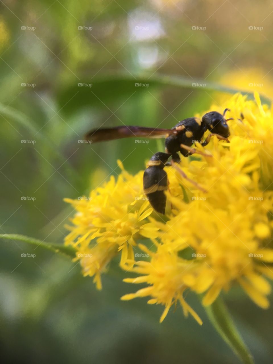 Wasp on goldenrod