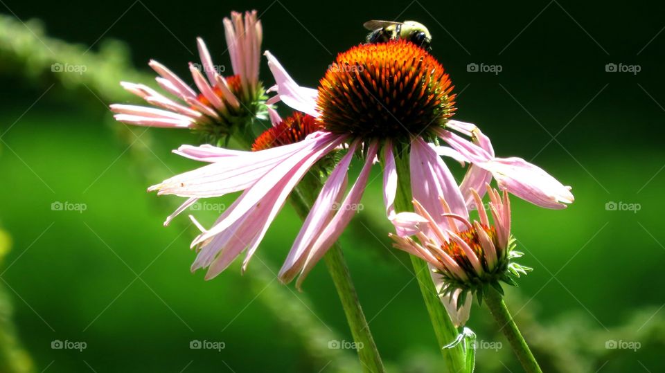Bee on Coneflower