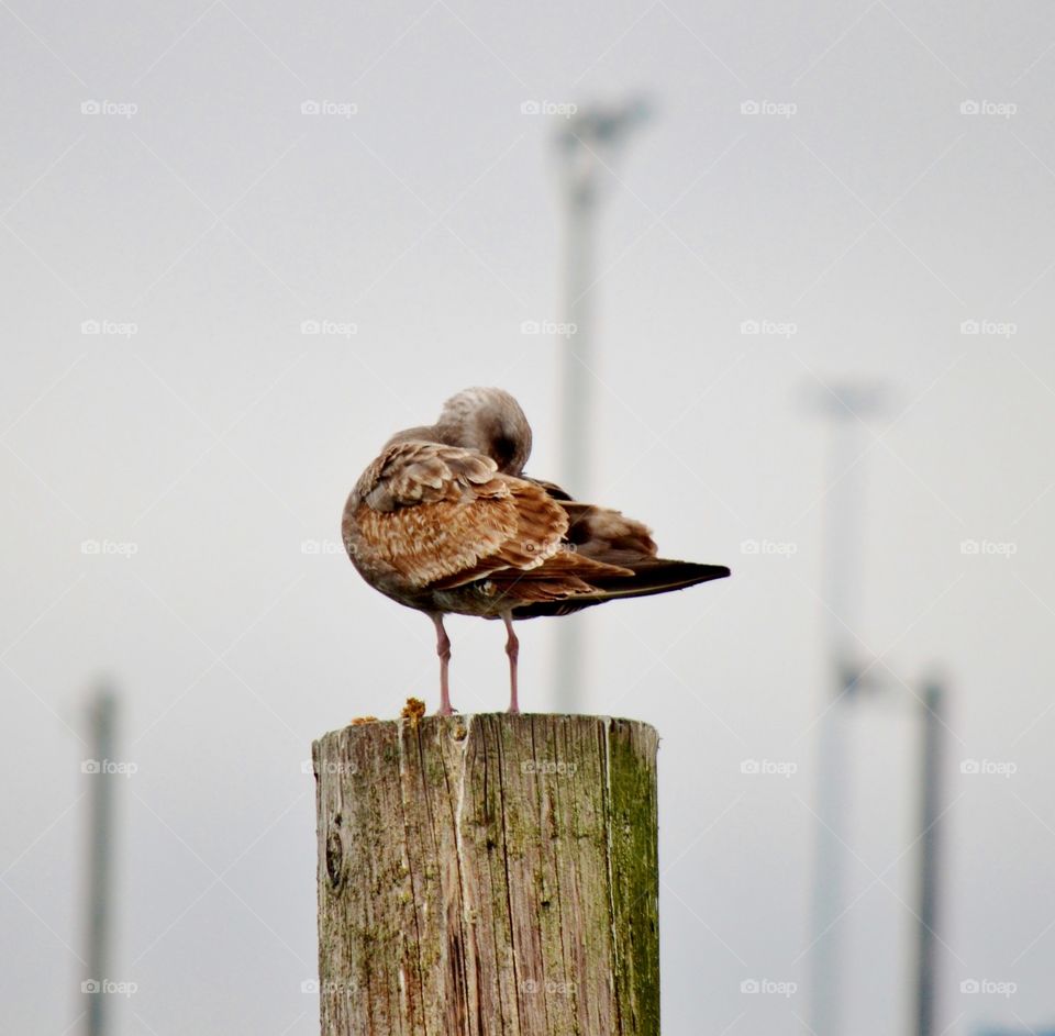 Seagull at Battery Point 