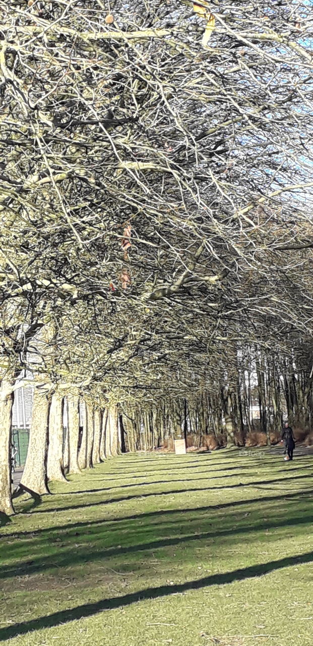 allée dans les bois