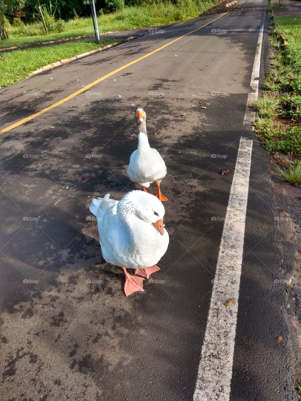 white geese: welcome foap