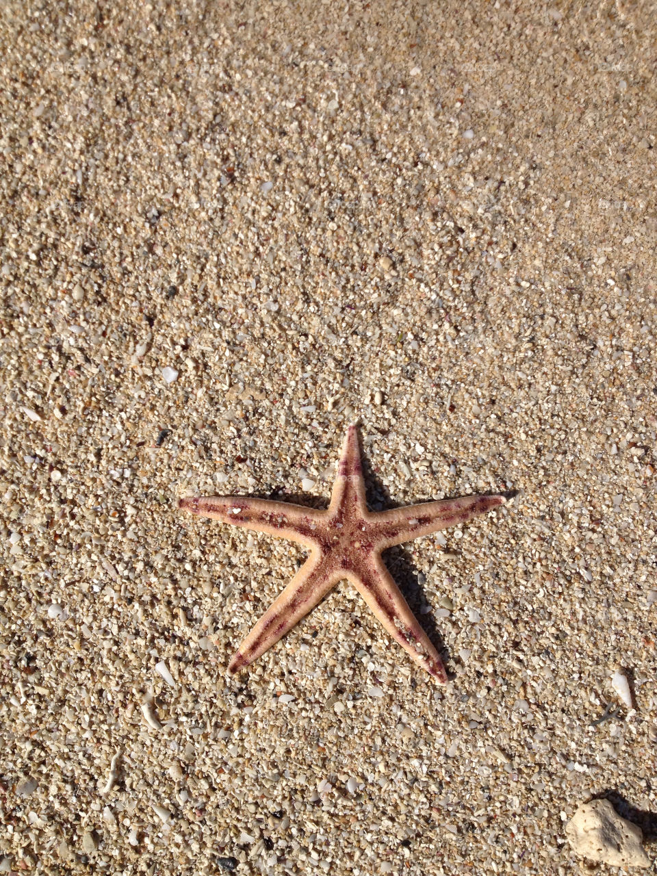 sunny fish stones sand by tanushri123