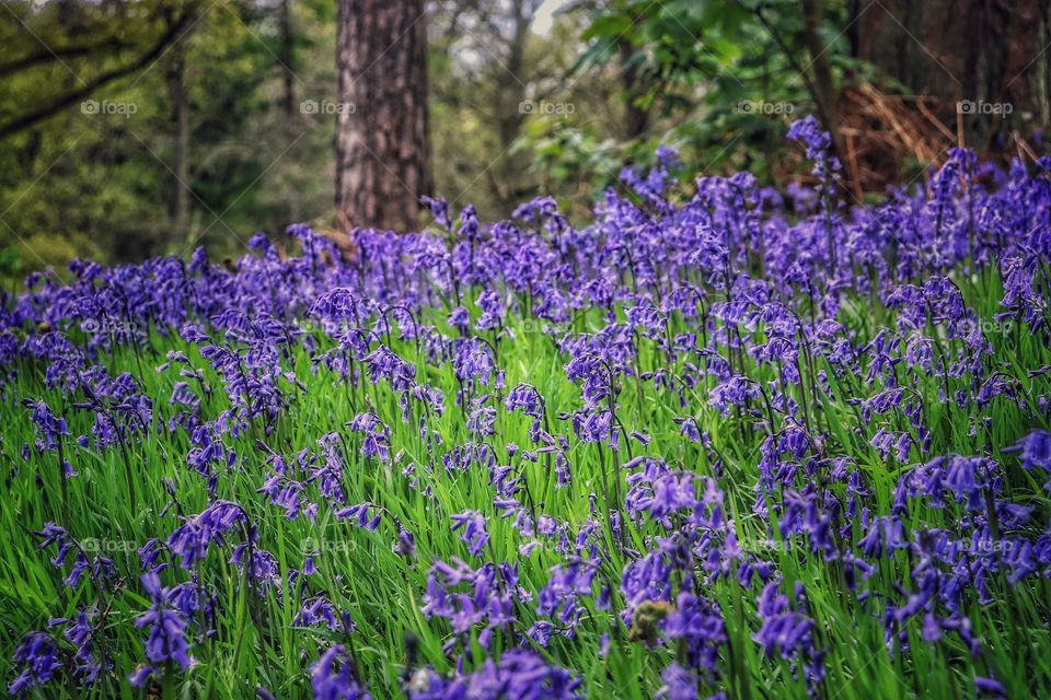 Bluebells