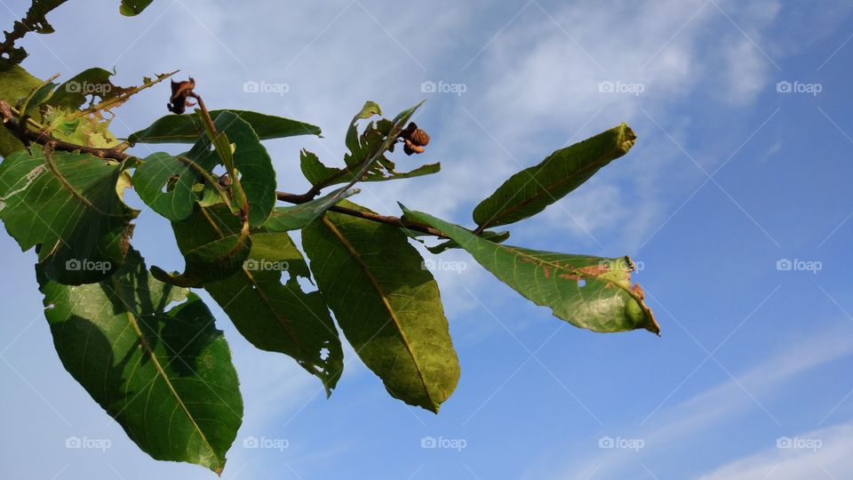 No Person, Leaf, Tree, Nature, Fruit