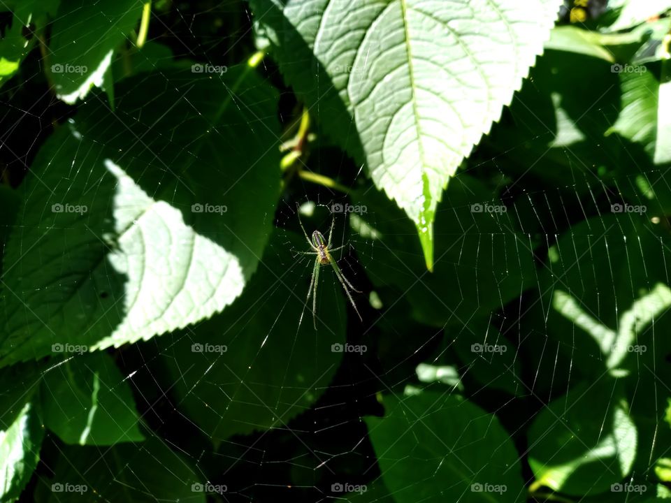 Spider in the spider web. Spider in the plants. photo captured in the afternoon time. Green everywhere.