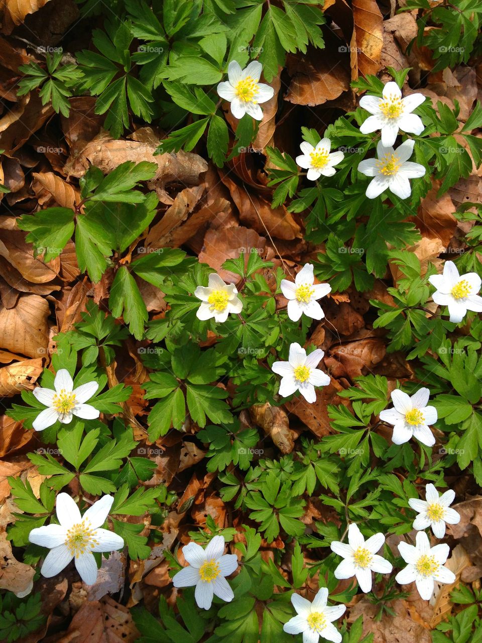 High angle view of white anemones flowers in forest