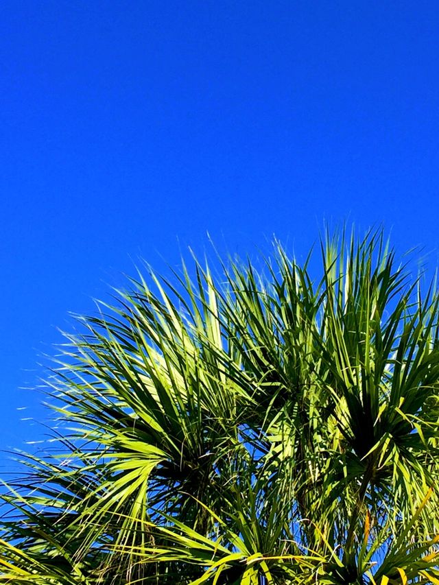 Sunny Palm