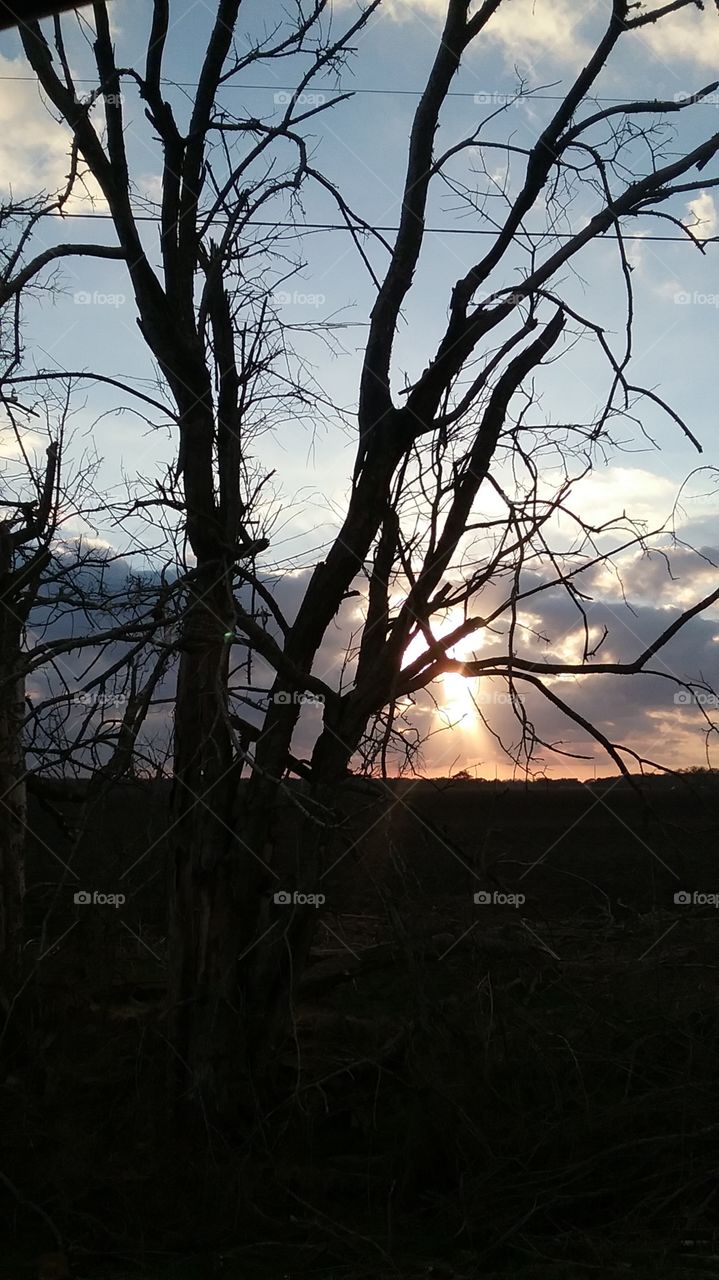 back light tree at dusk
