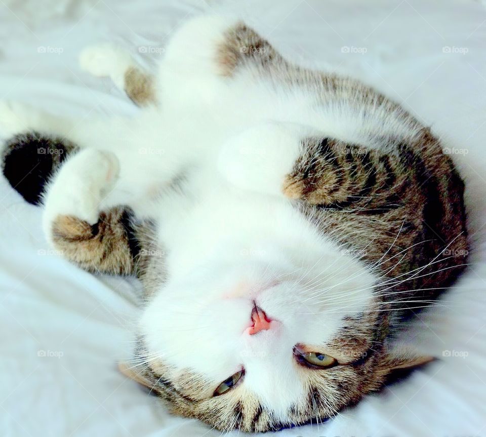 Cute Cat Laying Upside Down
