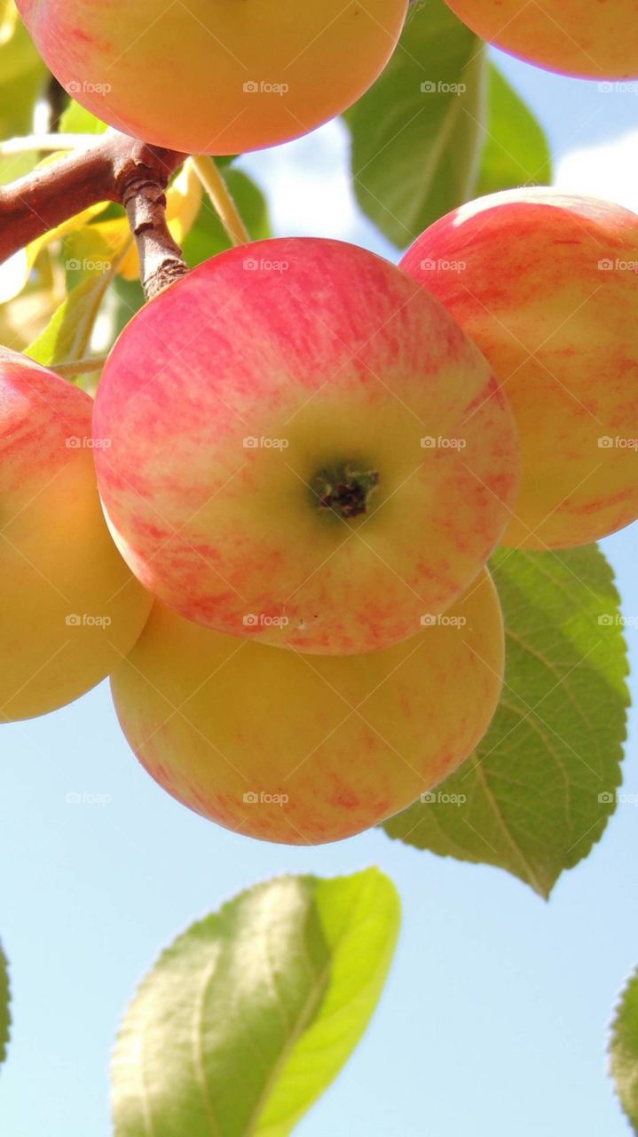 manzana desde su rama en el arbol