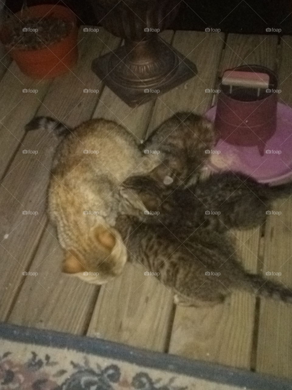 momma just got spayed but babies still think they can get something to eat from her.