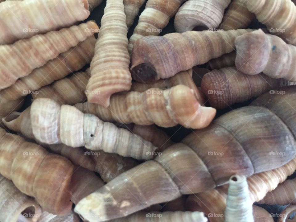 Small conch shells