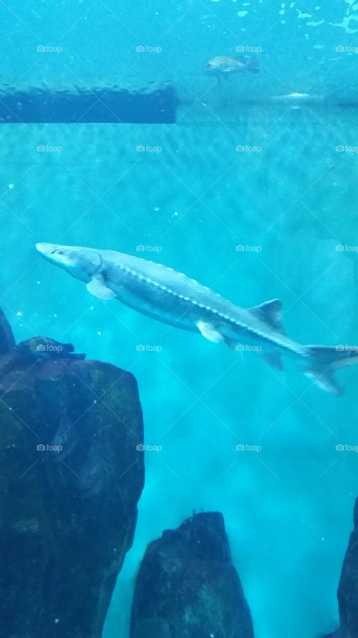 Shark . Shark  tank at Lincoln City Aquarium 