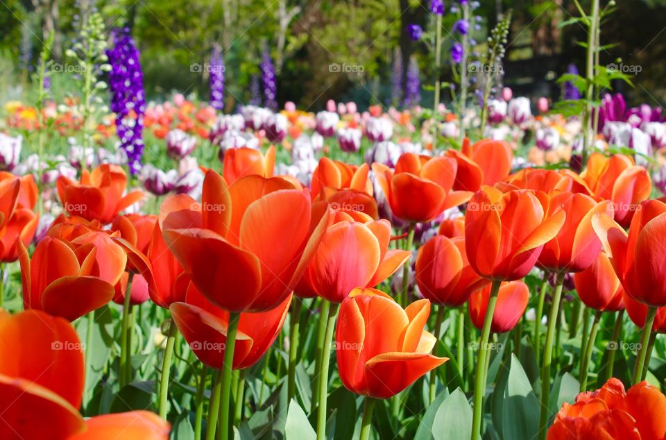 Field of bright tulips