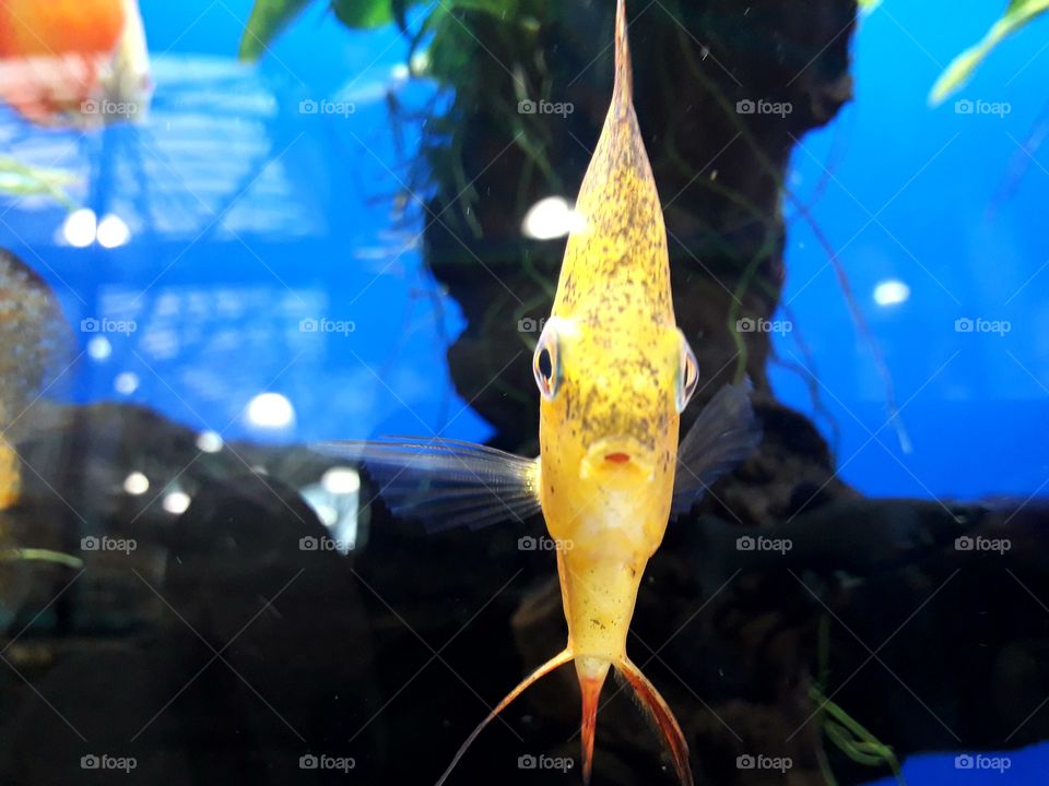 cute fish
