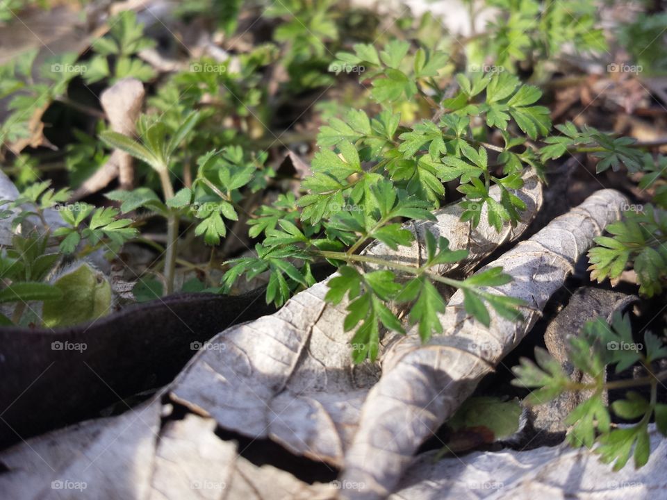 Small plants in field