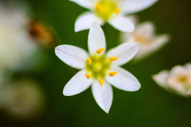 Garlic wild! 