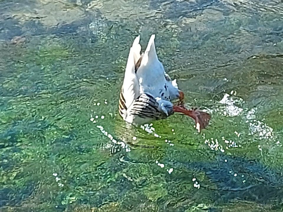 crete duck