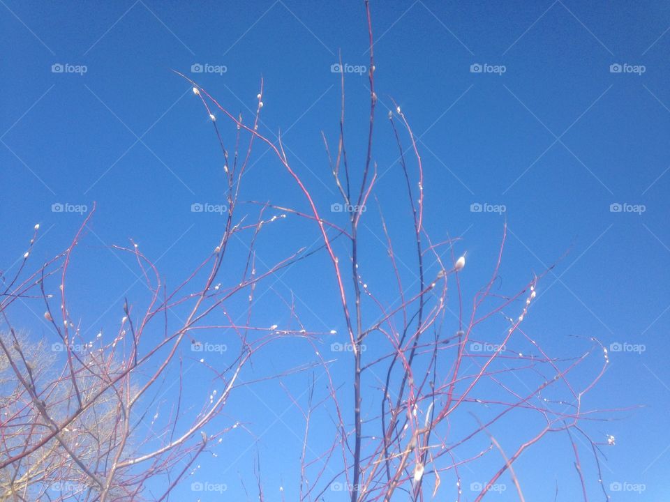 Sky, No Person, Winter, Tree, Nature