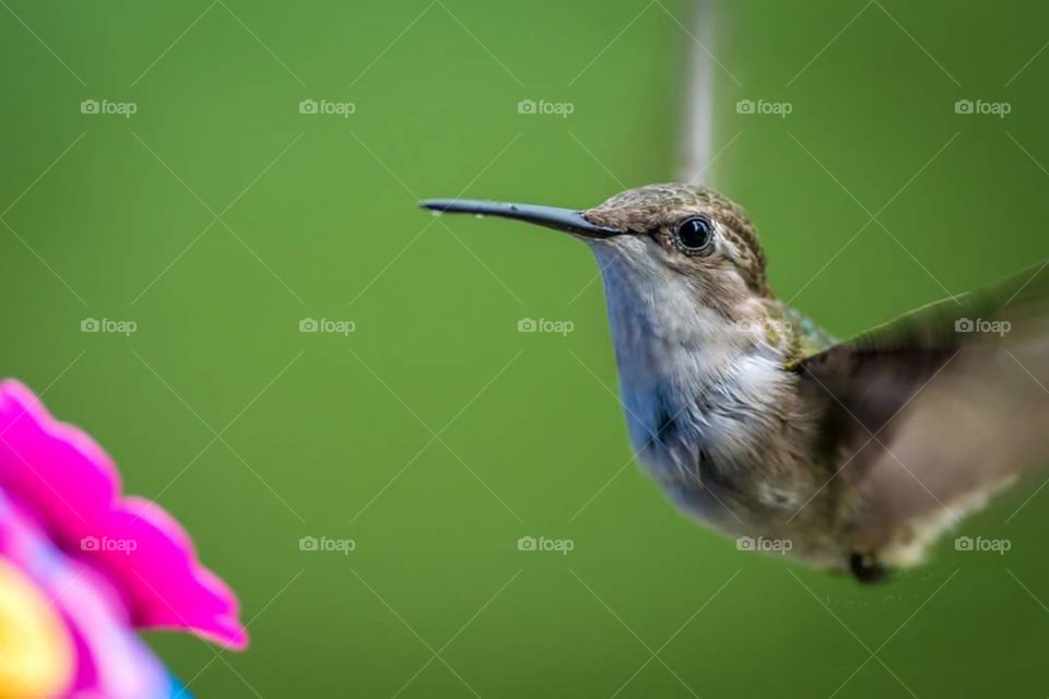 Female Hummingbird at Feeder 