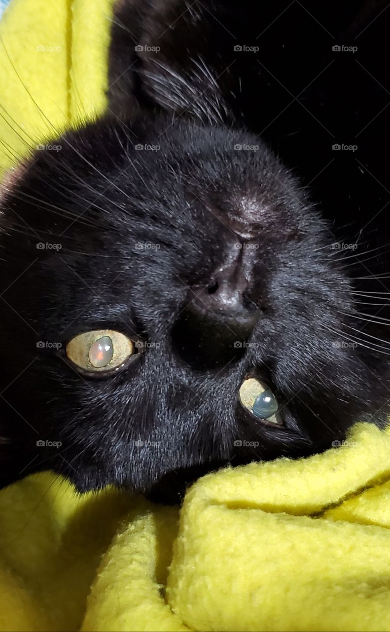 Older Black cat laying on blanket, eyes open, her head is cocked upside down. Cats eyes are hazy with age.
