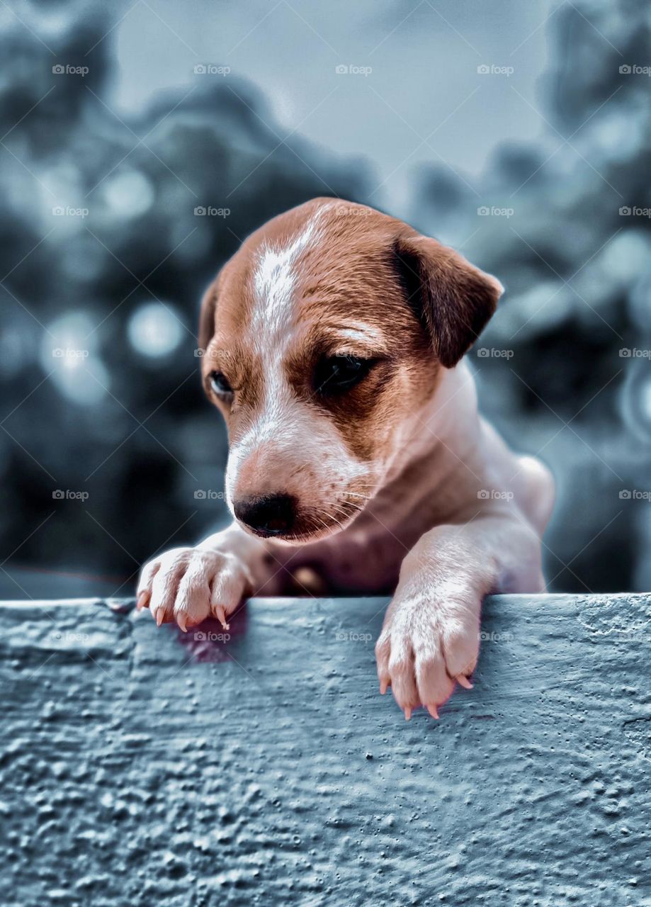 Animal photography - a puppy rescued from street 