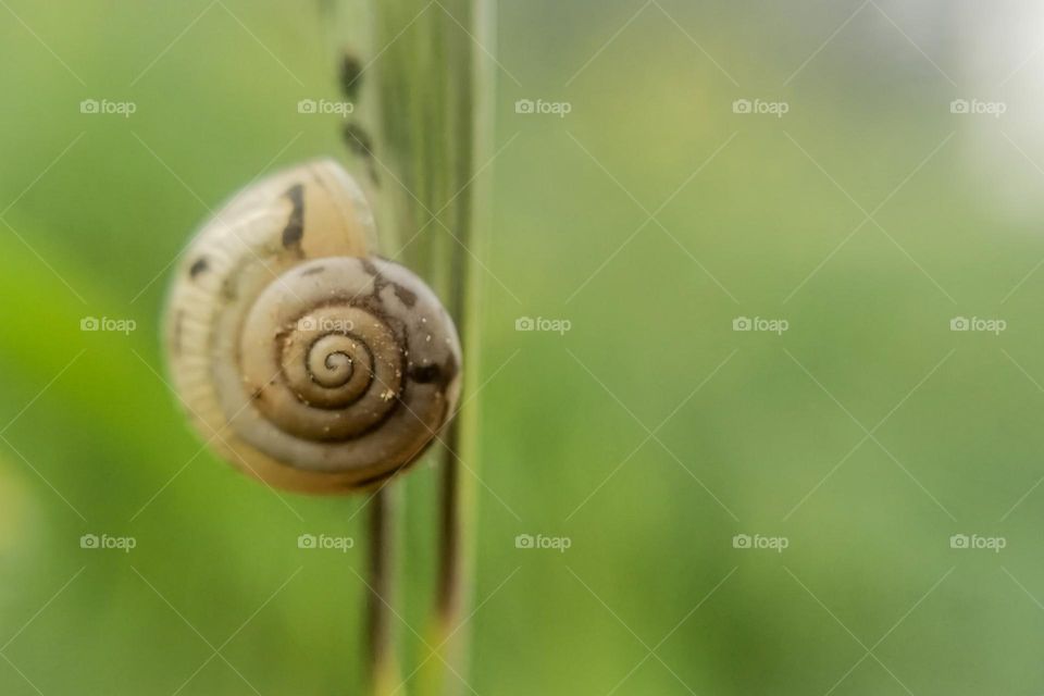 Snail shell eating a leaf in the forest. Love the details. I also love the shape shells have.