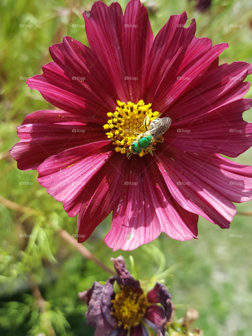 pollinatte