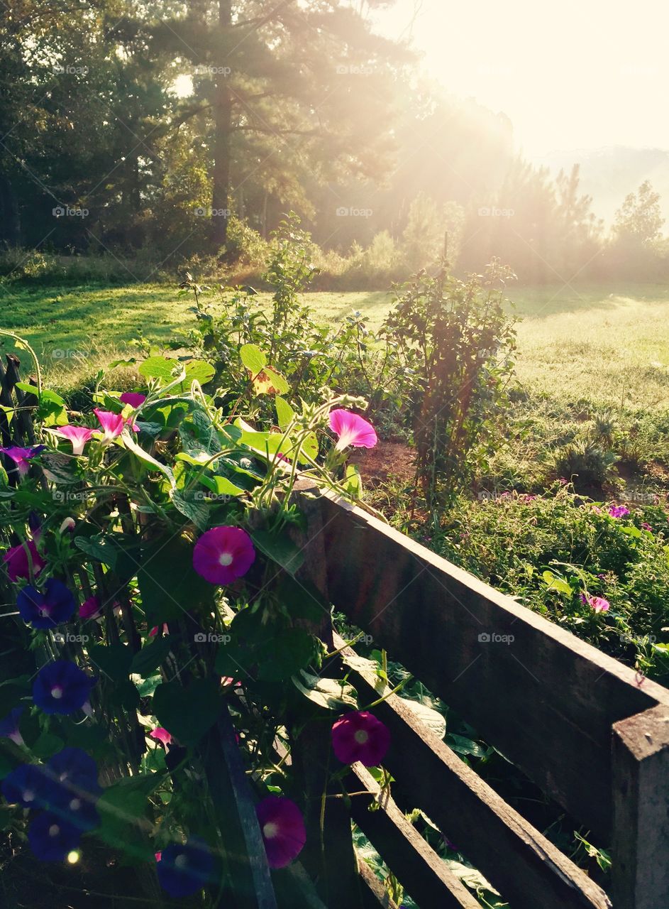 Morning glories on a garden gate