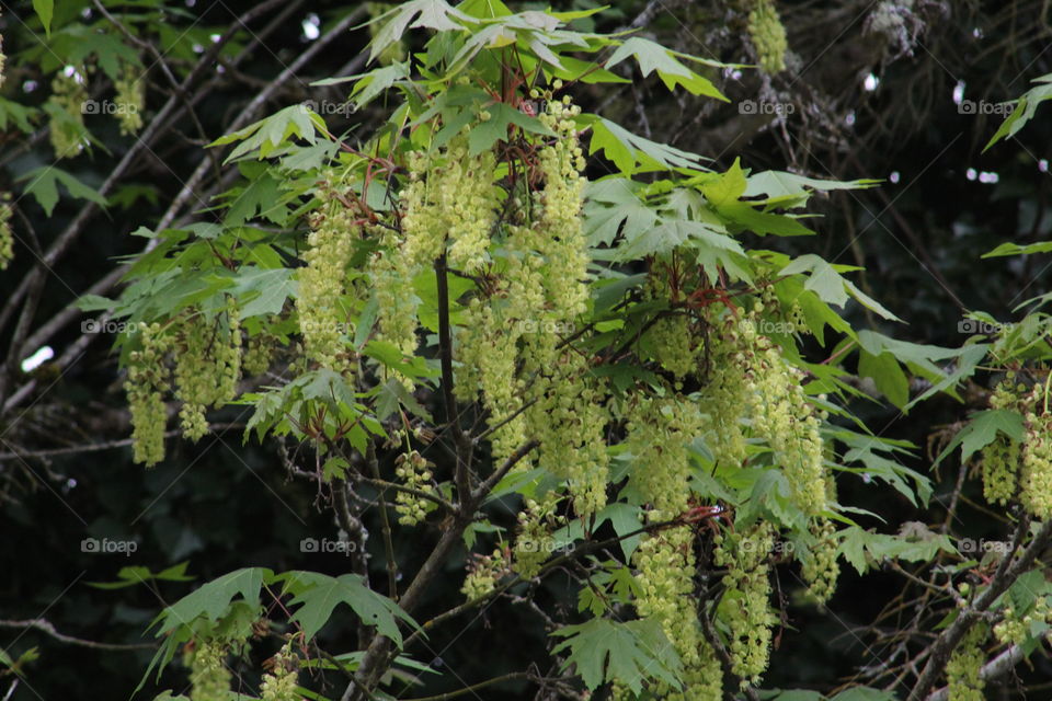 green maple seeds