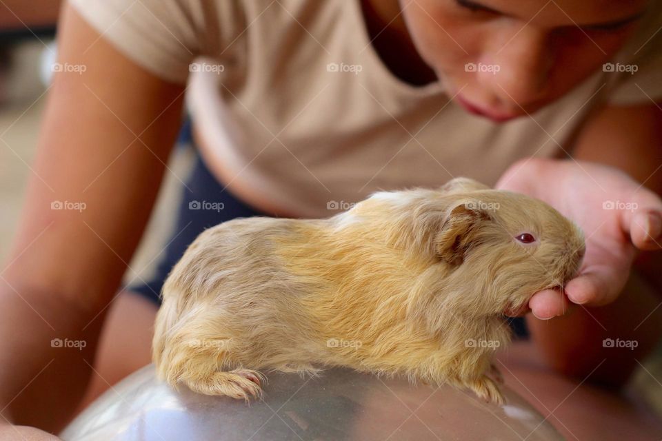 Cute Guinea Pig 