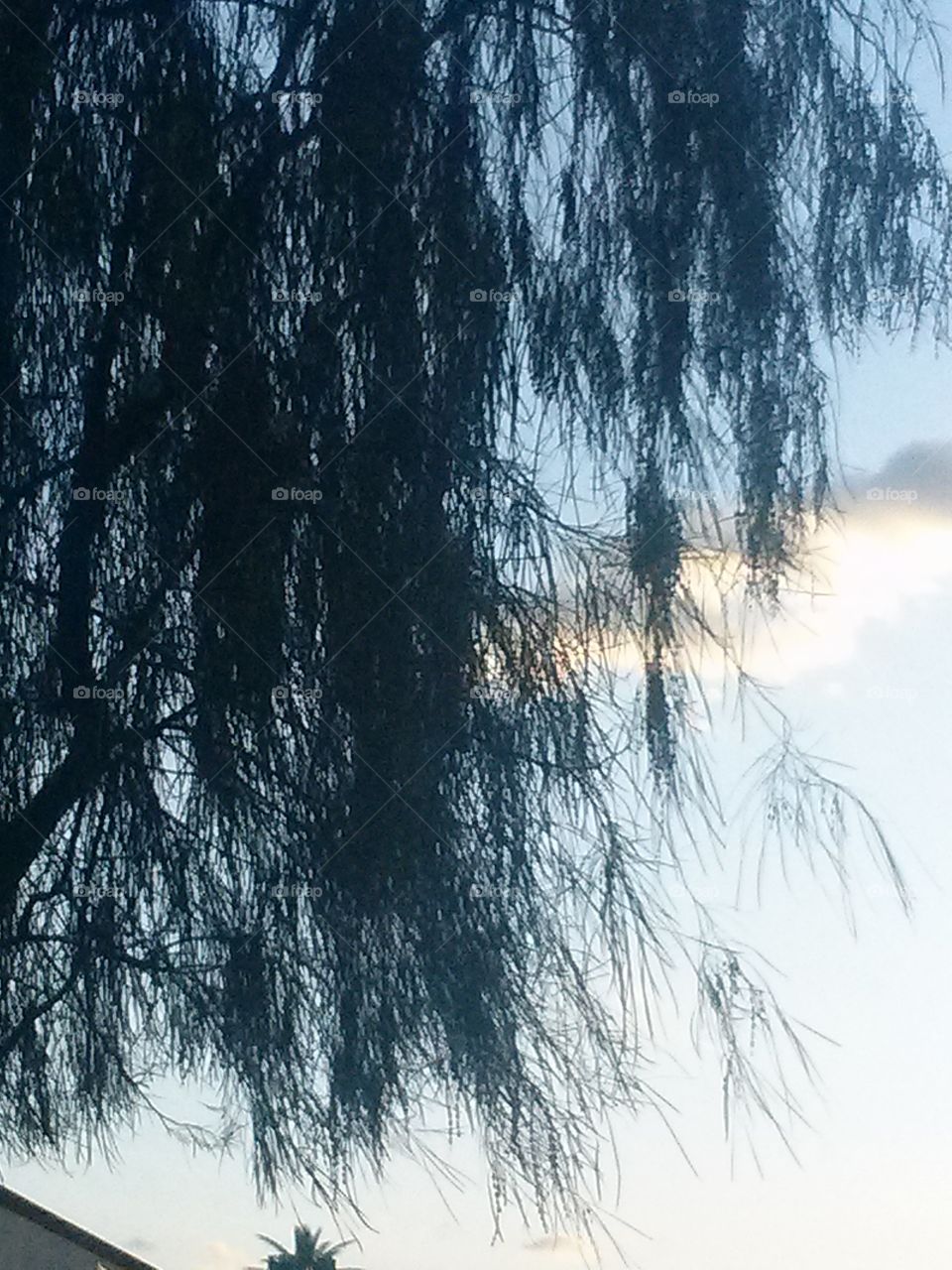 A weeping willow like tree
Is one of my most favorite Trees
This tree may not be a Weeping
Willow tree , but it sure does look
Like one to me , I Love Nature
Very Much, there is so Much
Beauty to see in Nature to me
Who could not like Nature
There is so much Awesome
Beauty to see, but i am sure
There are some that just do
Not Appreciate Nature as
Much as Me, to that i say
Poor you , for they are missing
Out on the calmness, and eye
Beholding Beauty there is
All around just like how i feel
When i see something so
Pretty as a Weeping Willow Tree
The way it moves so cool in
A warm summer Breeze.