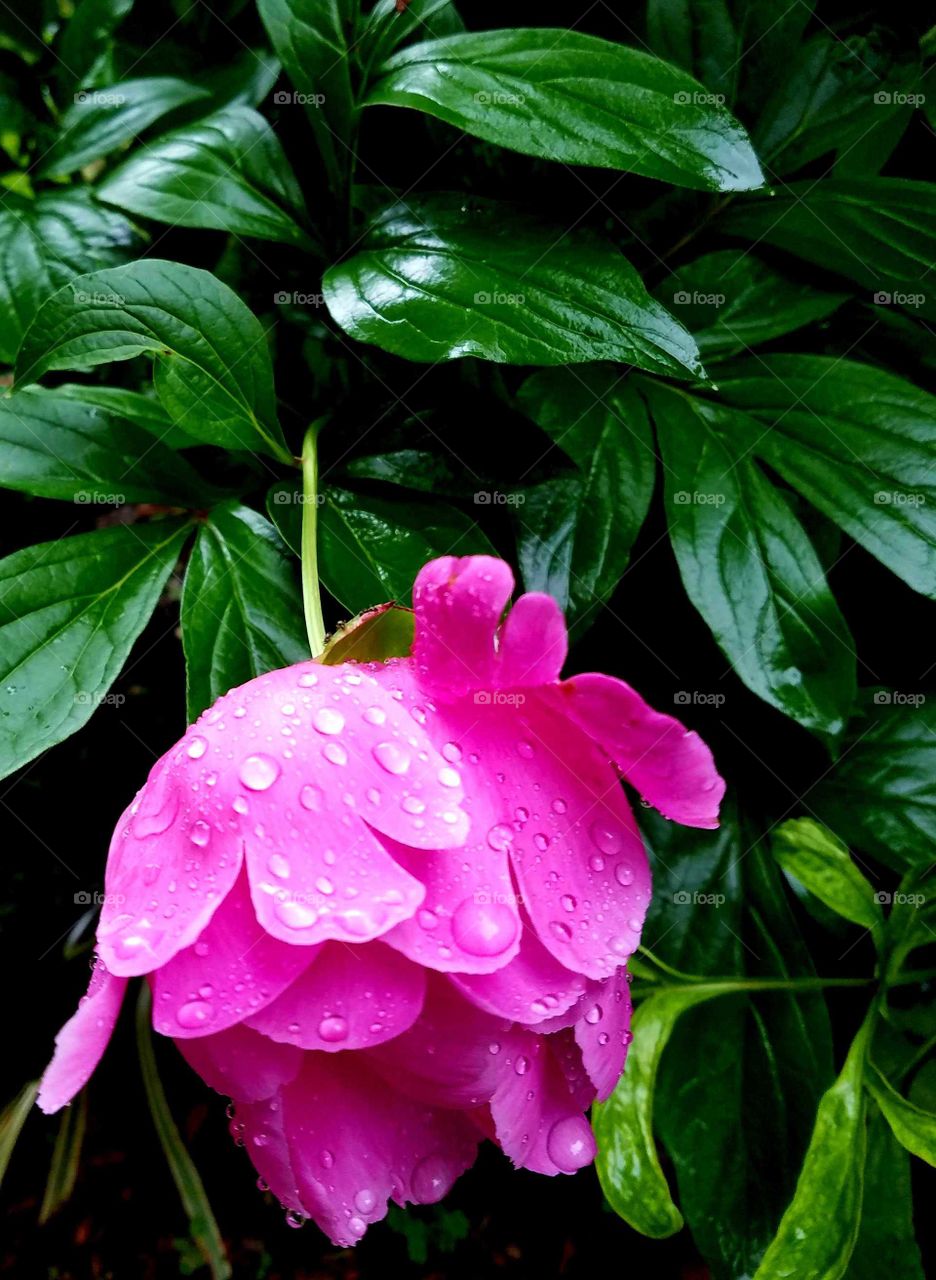 pink flower after the rain.