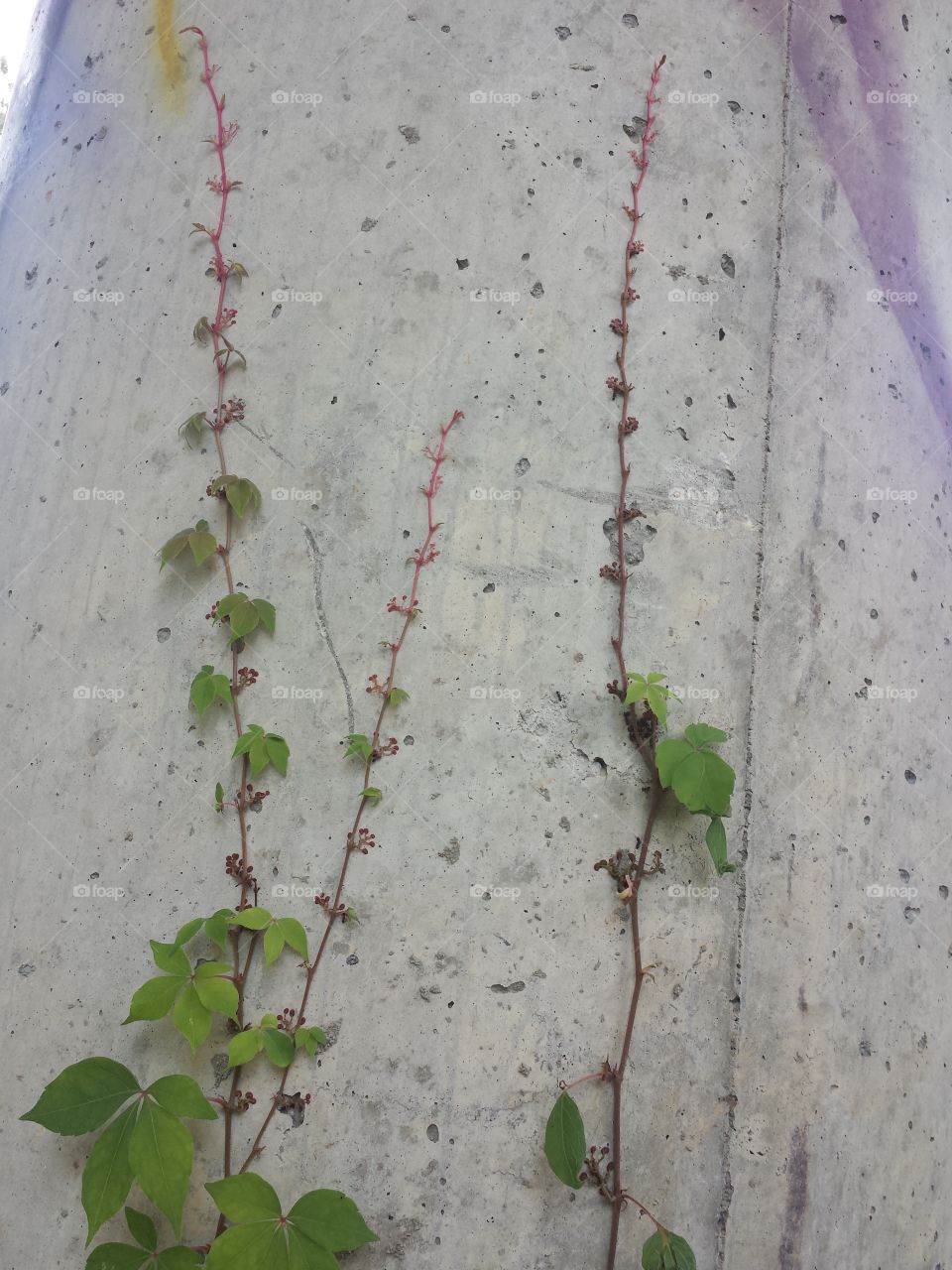 Vine vs Concrete