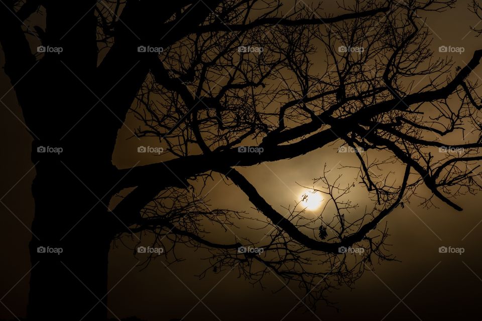 Foap, Silhouettes and Shadows: Silhouette of a barren mighty oak tree backlit by a dense fog and the early morning sun. Raleigh, North Carolina. 